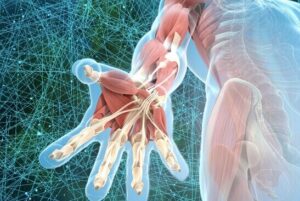 o que é fascia e porque ela importa